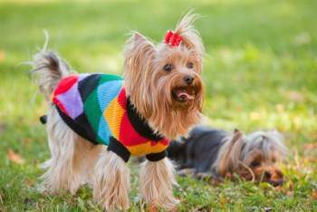 Yorkshire Terrie traits