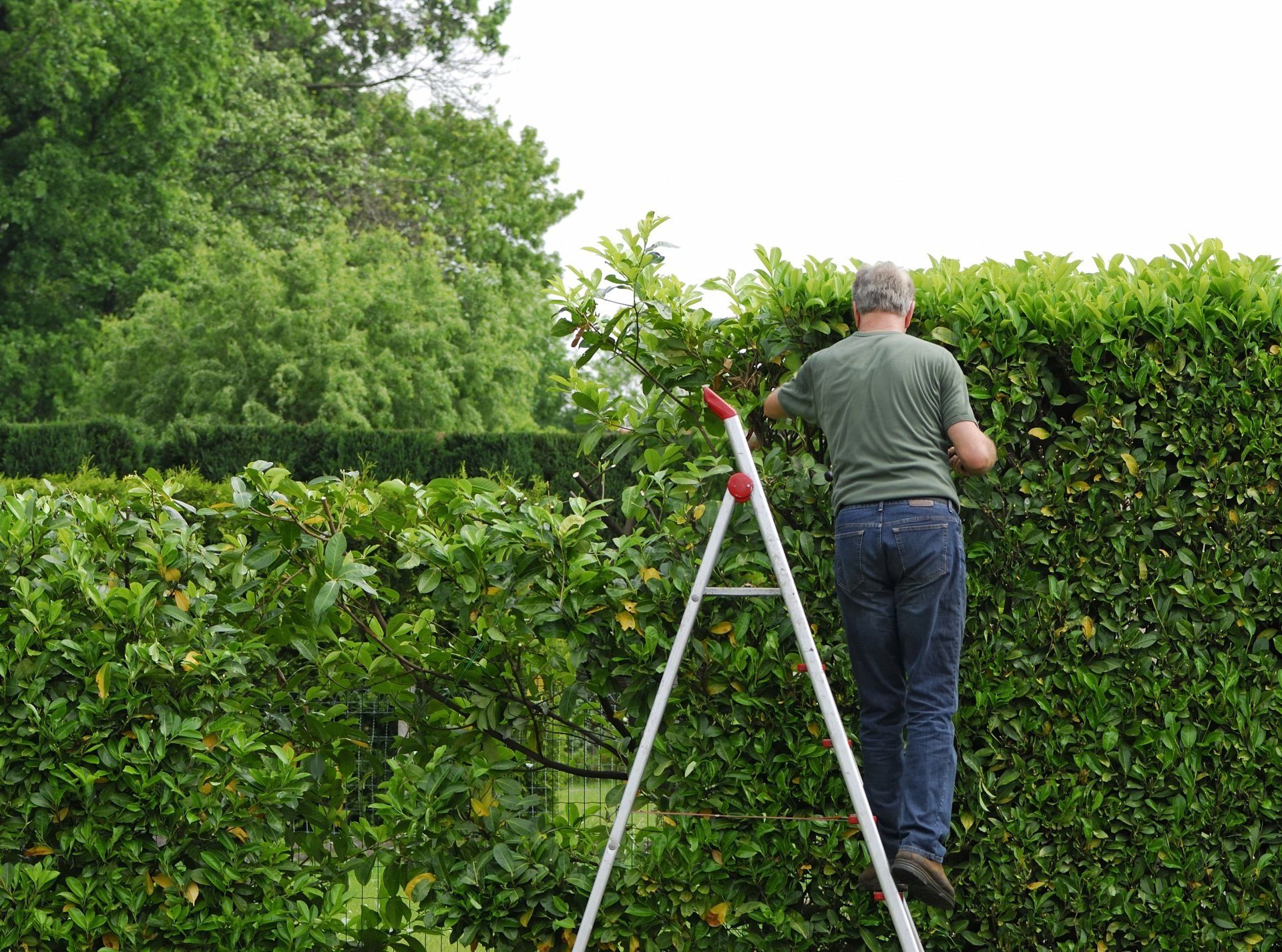 Hedge cutting