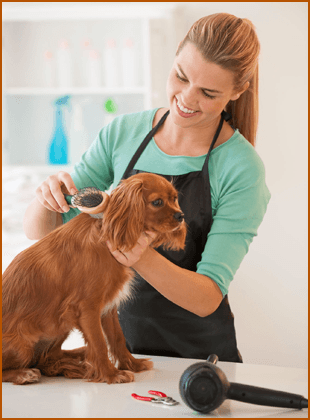 Woman grooming dog Woman grooming dog