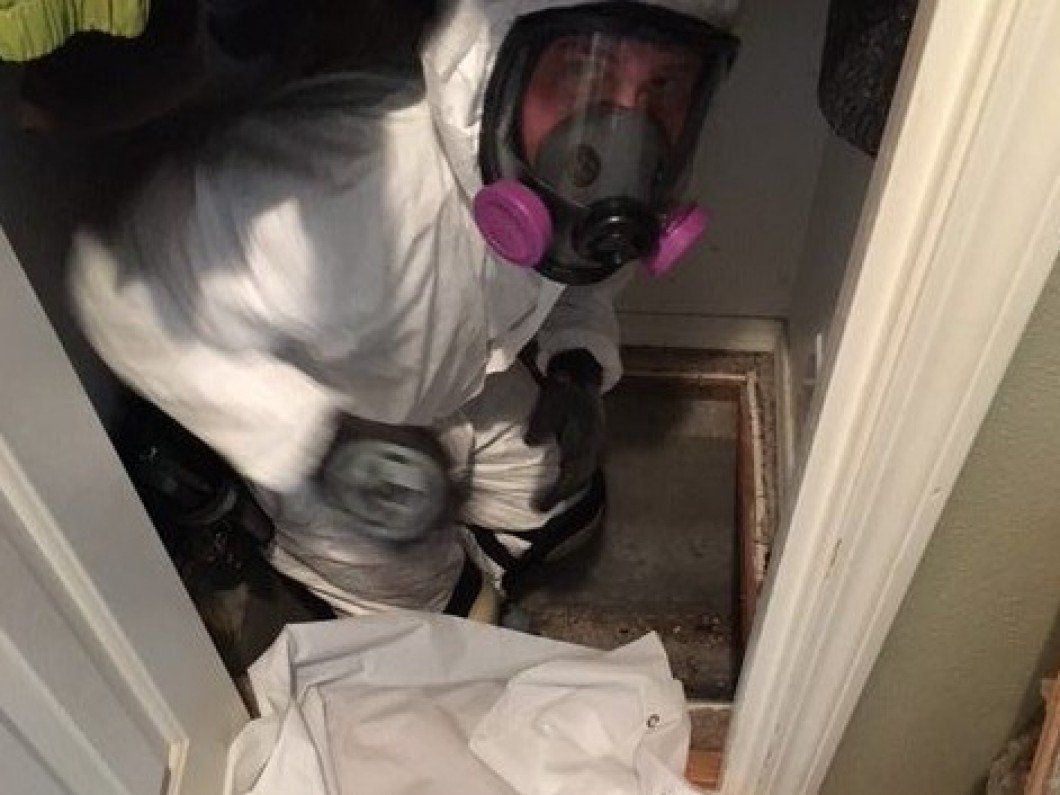 mold inspector