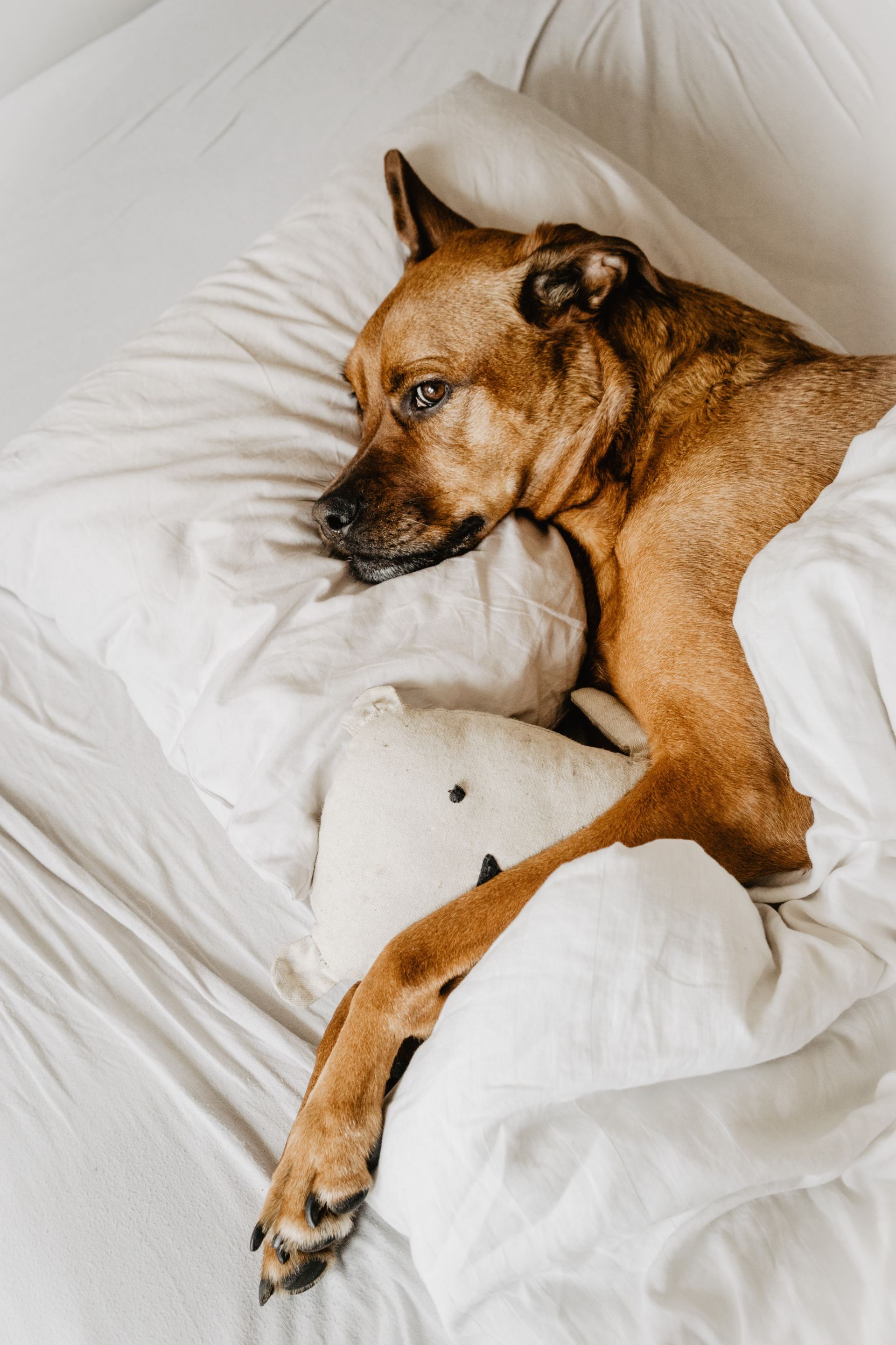 Cute Dog — Murrysville, PA — Alliance Physical Therapy Cute Dog — Murrysville, PA — Alliance Physical Therapy