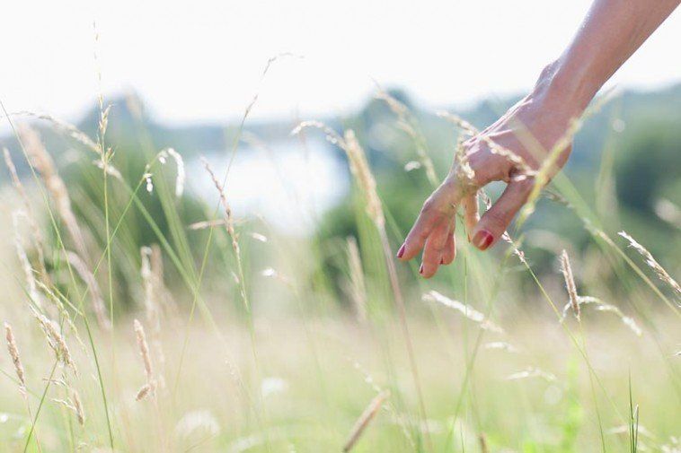 Woman's hand with painted nails in wheat field touching wheat stalks