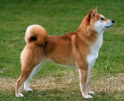 shiba inu en Morelos