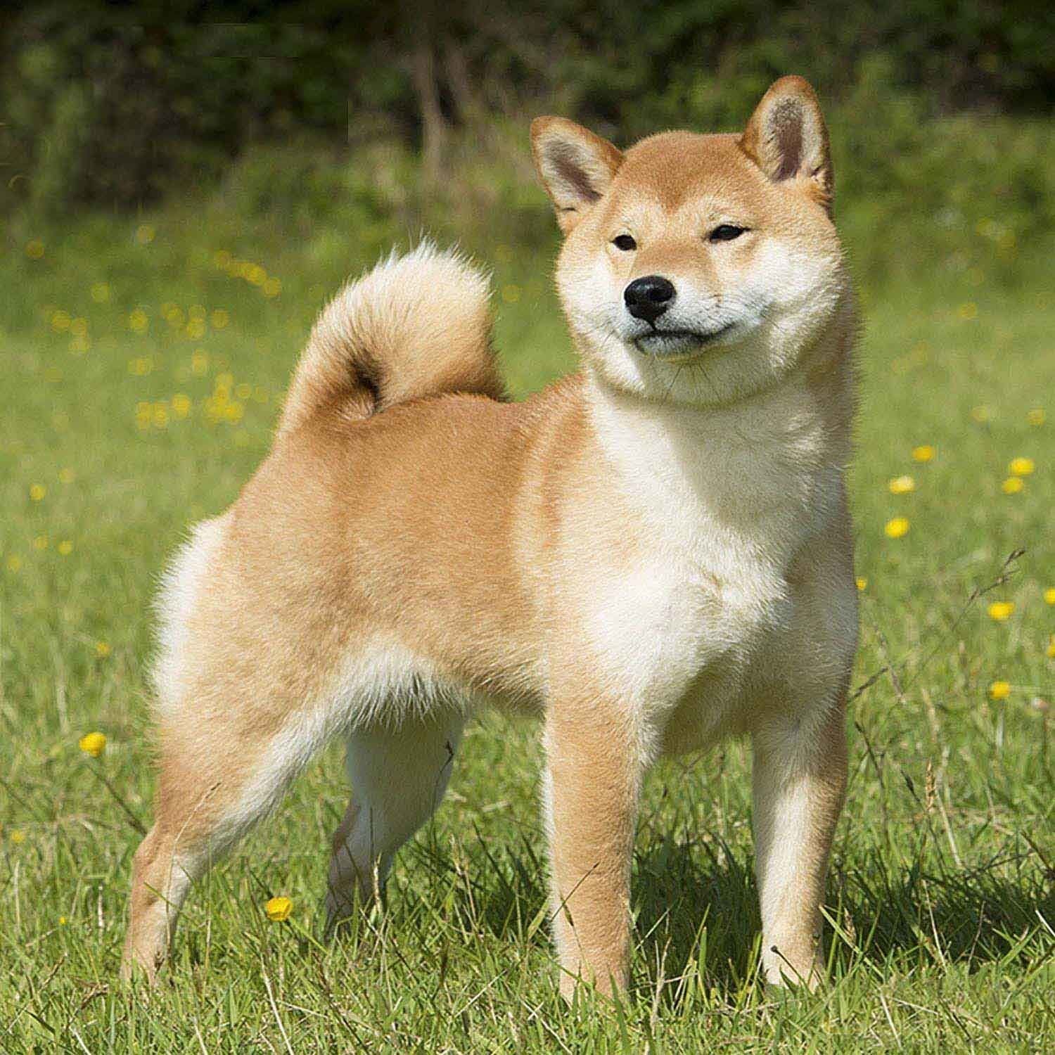 shiba inu en Oaxaca
