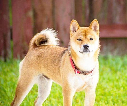 shiba inu en Saltillo