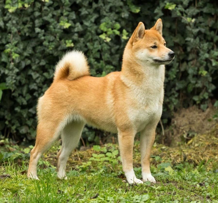 shiba inu en Tampico