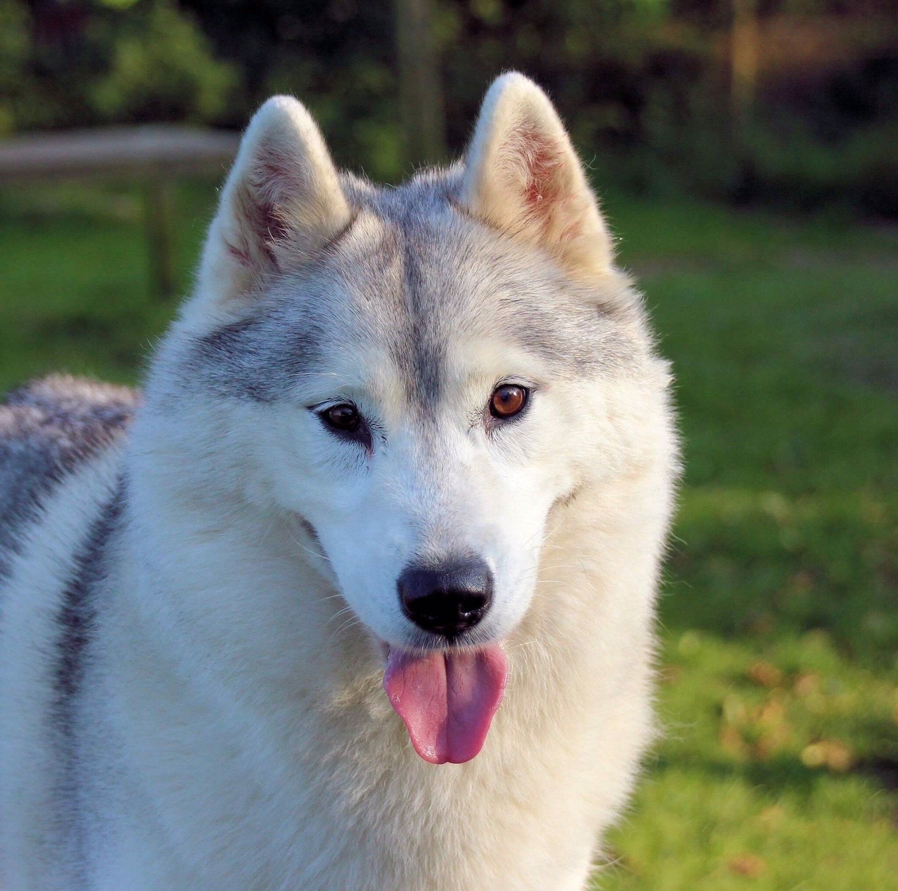 Neomi Shaman Tree Siberian Husky Kennel The Netherlands