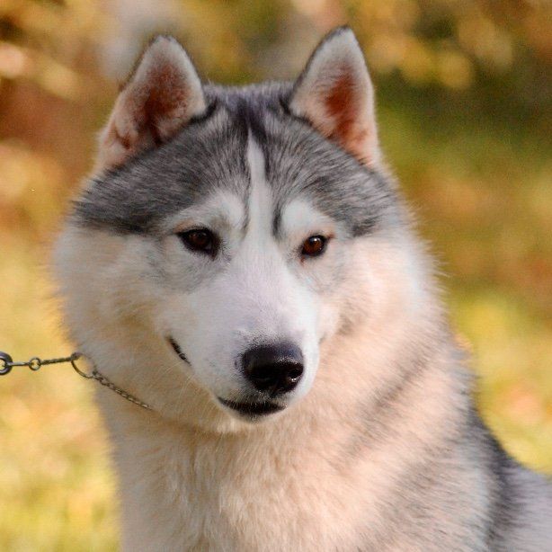 Sam Shaman Tree Siberian Husky Kennel The Netherlands
