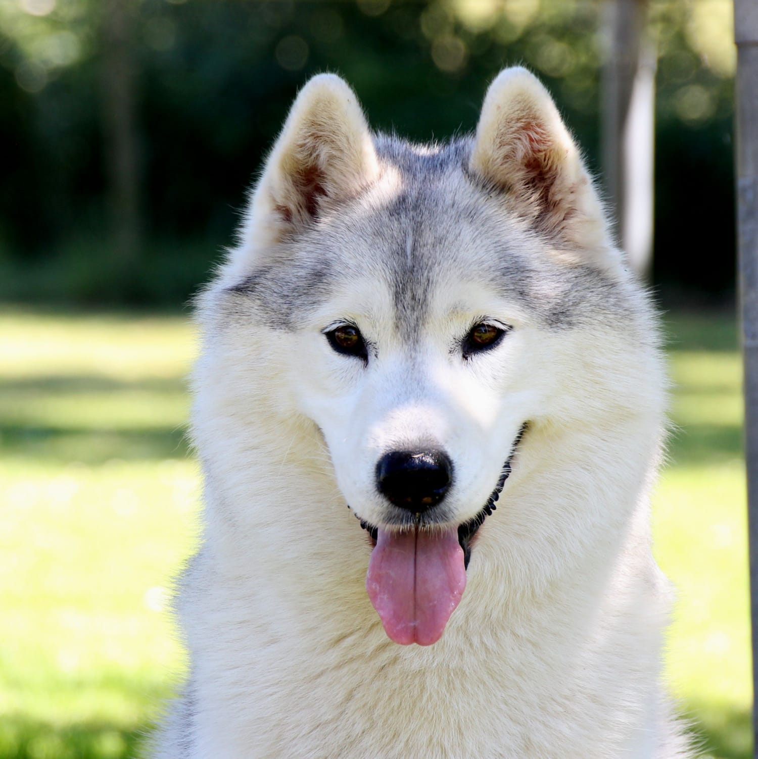 Neomi Shaman Tree Siberian Husky Kennel The Netherlands