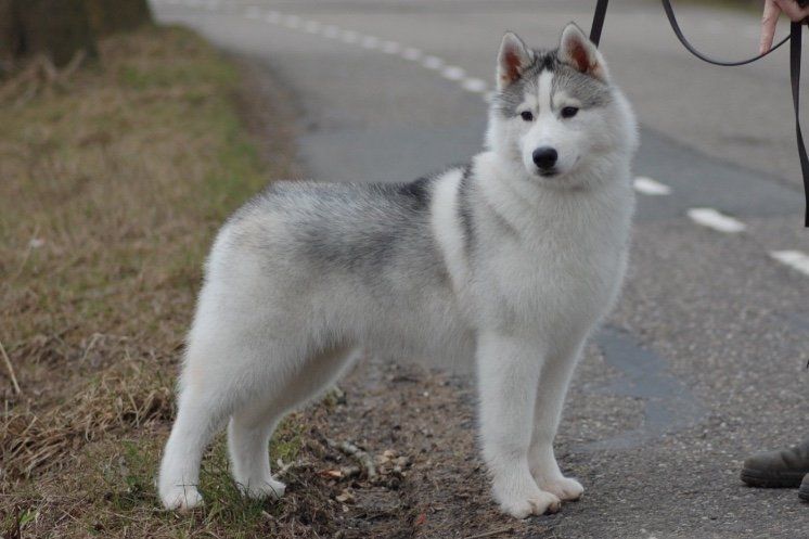 Shaman Tree Siberian Husky Kennel The Netherlands