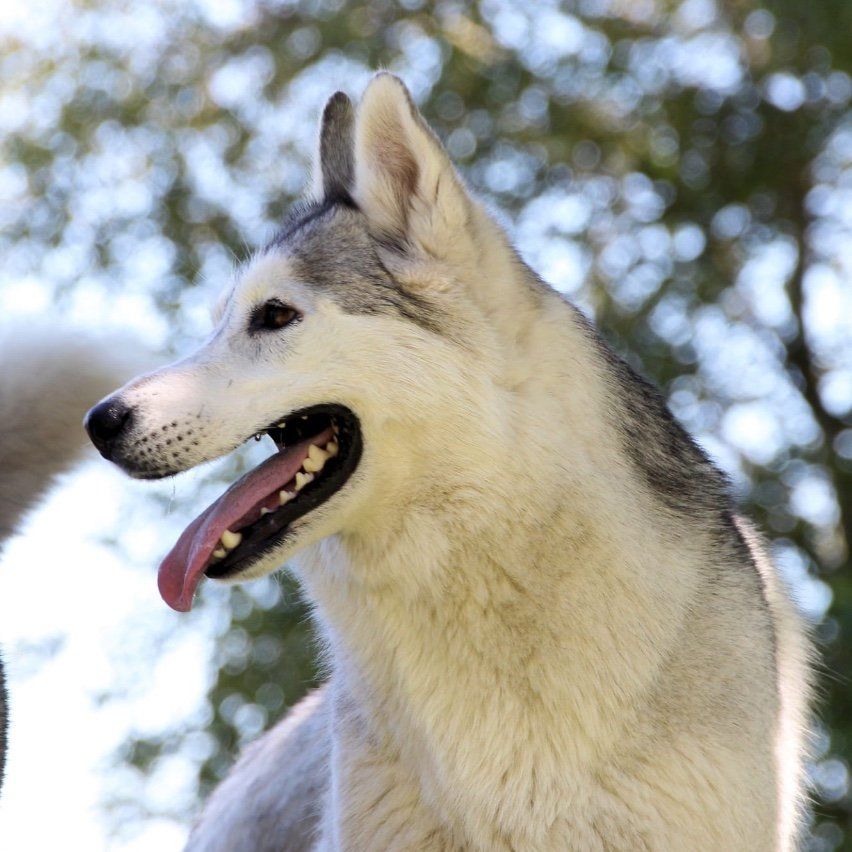 Amira Shaman Tree Siberian Husky Kennel The Netherlands
