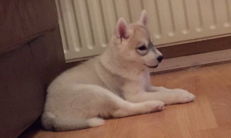 pup Shaman Tree Siberian Husky Kennel The Netherlands