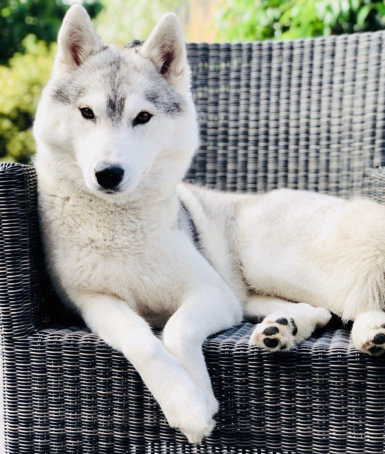 Gaia Shaman Tree Siberian Husky Kennel The Netherlands