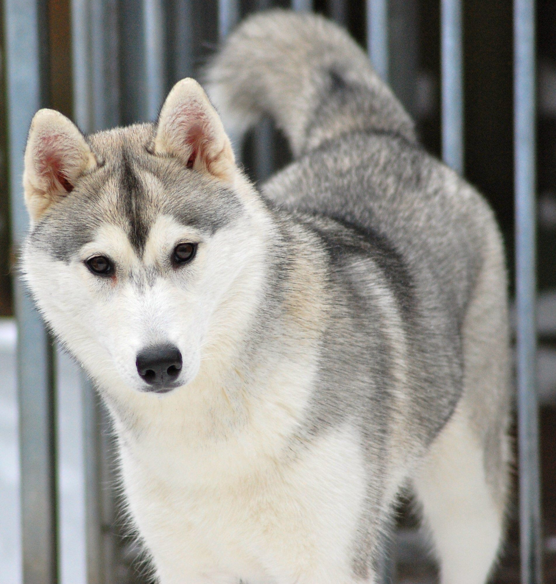 Kaylee Shaman Tree Siberian Husky Kennel The Netherlands