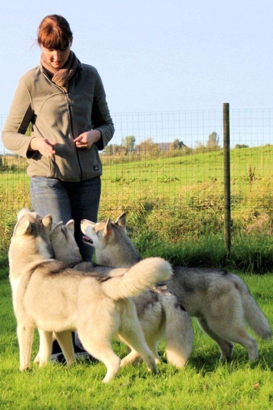 Shaman Tree Siberian Husky Kennel The Netherlands