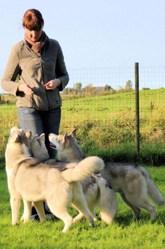 wij Shaman Tree Siberian Husky Kennel The Netherlands
