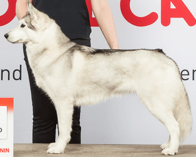 Amira Shaman Tree Siberian Husky Kennel The Netherlands