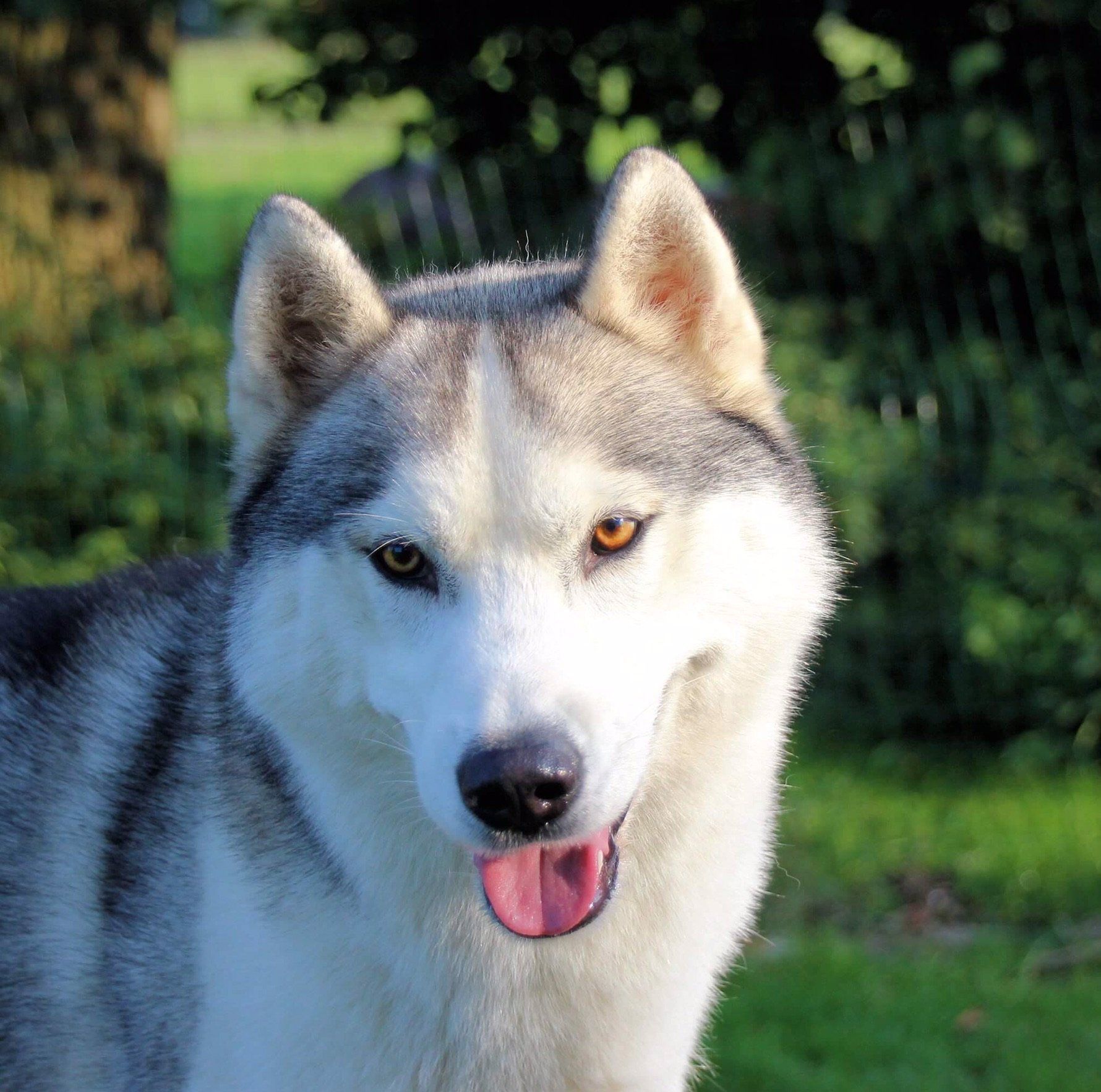 Liam Shaman Tree Siberian Husky Kennel The Netherlands