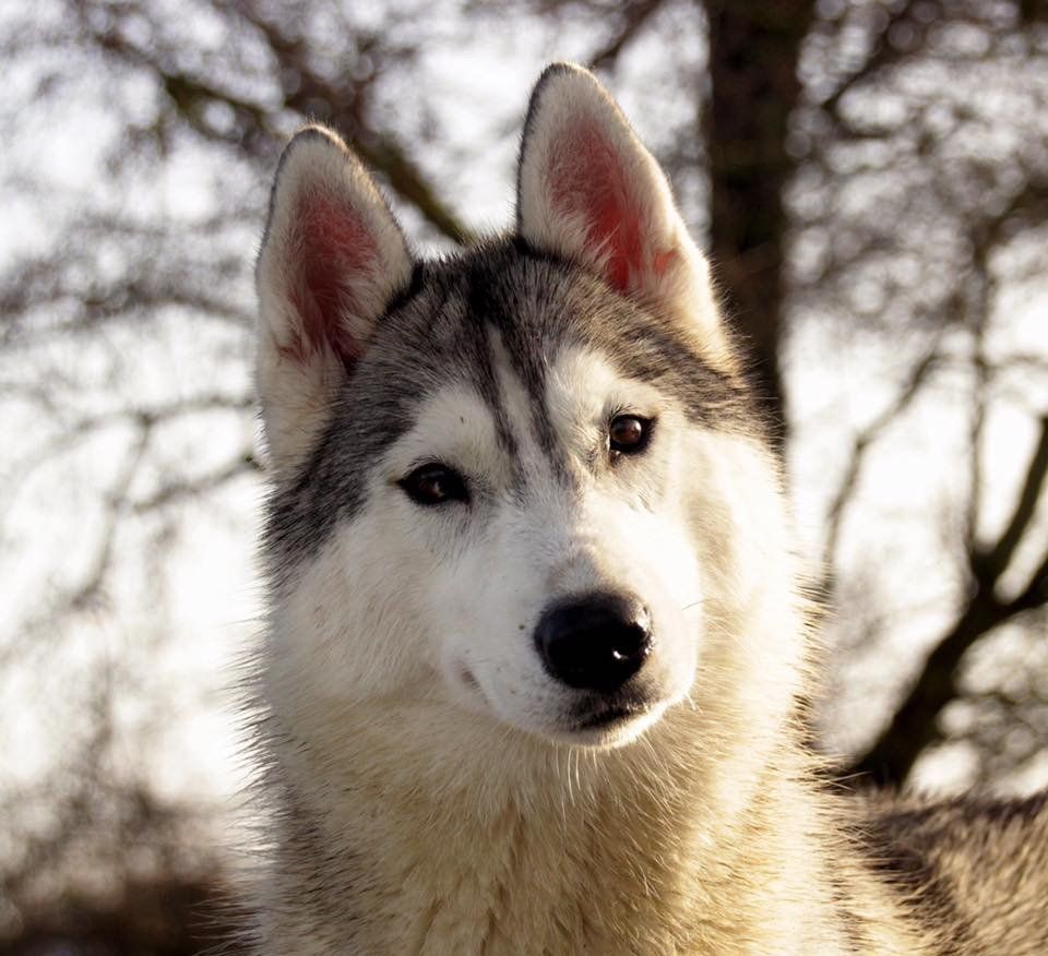 Amira Shaman Tree Siberian Husky Kennel The Netherlands