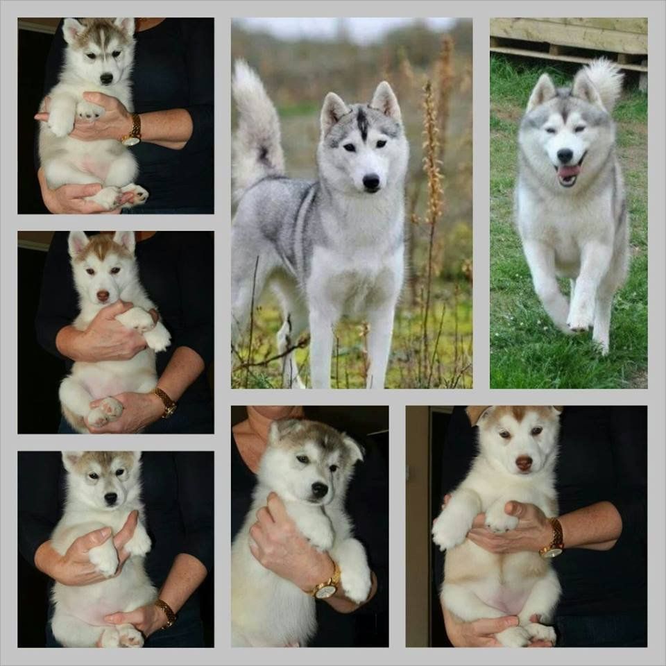pupiles Shaman Tree Siberian Husky Kennel The Netherlands