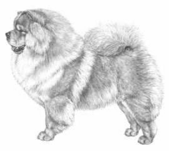 Chow Chow Shaman Tree Siberian Husky Kennel The Netherlands