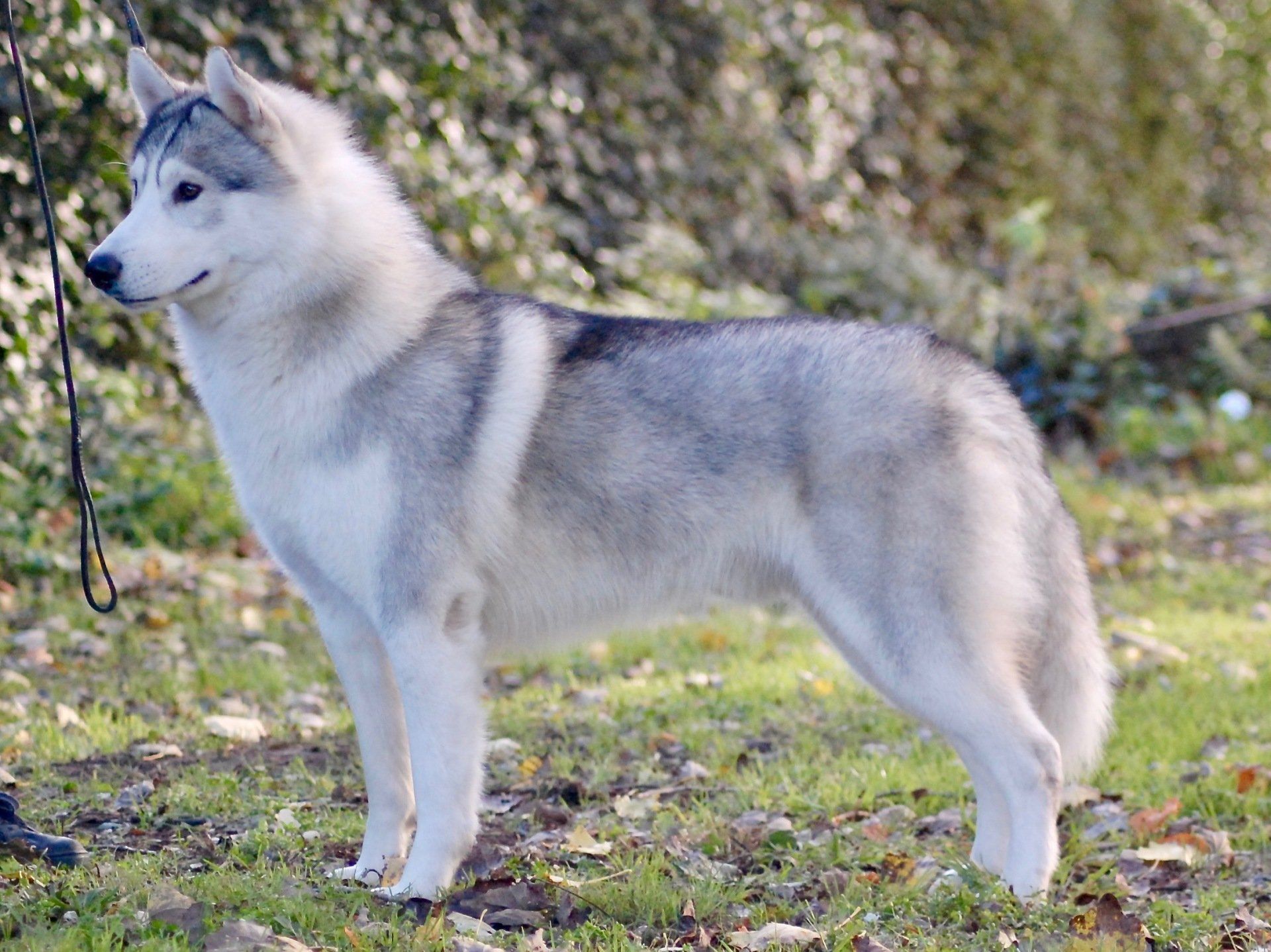 Sam Shaman Tree Siberian Husky Kennel The Netherlands