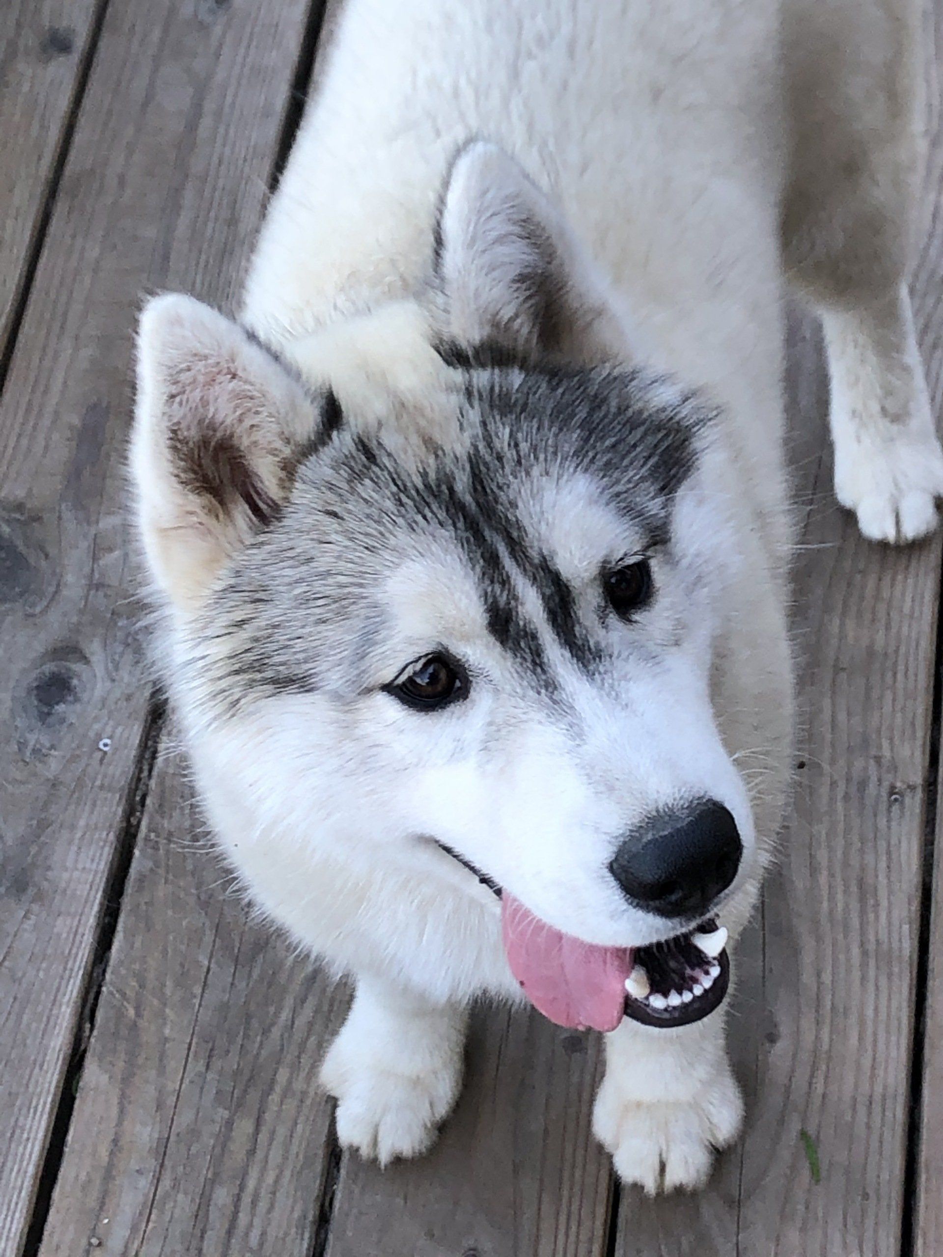 Deeks Shaman Tree Siberian Husky Kennel The Netherlands