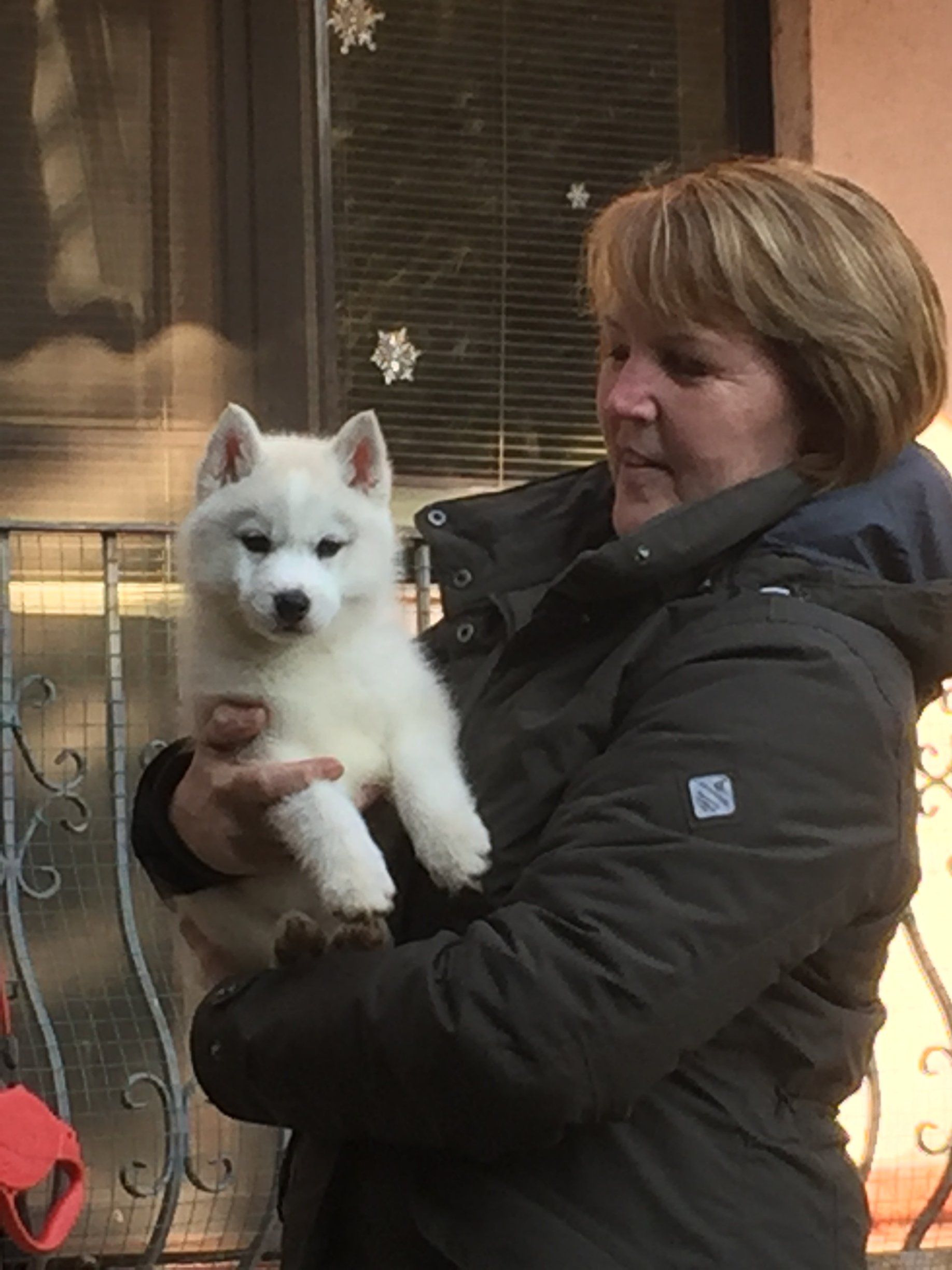 Til & Mia Shaman Tree Siberian Husky Kennel The Netherlands