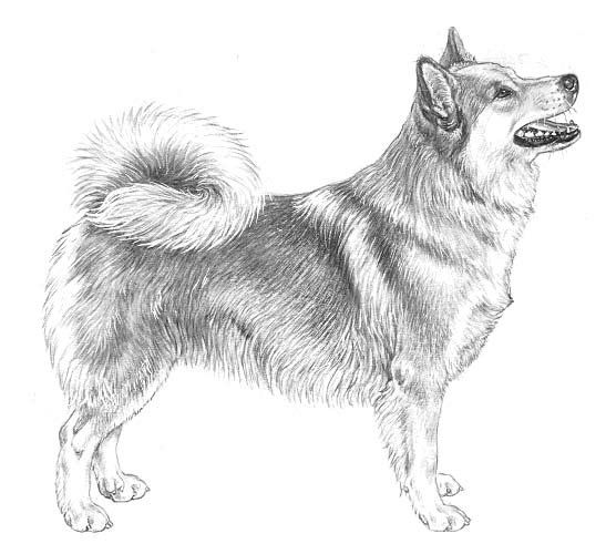 IJslandse Hod Shaman Tree Siberian Husky Kennel The Netherlands