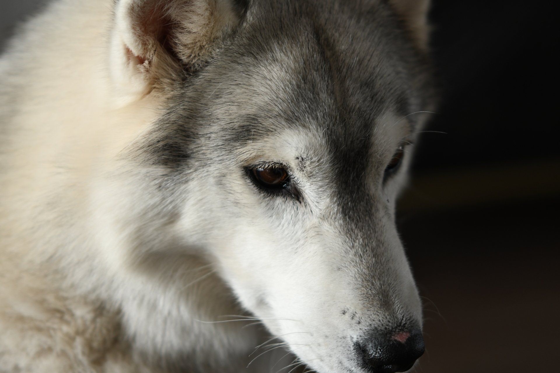 Gaia Shaman Tree Siberian Husky Kennel The Netherlands