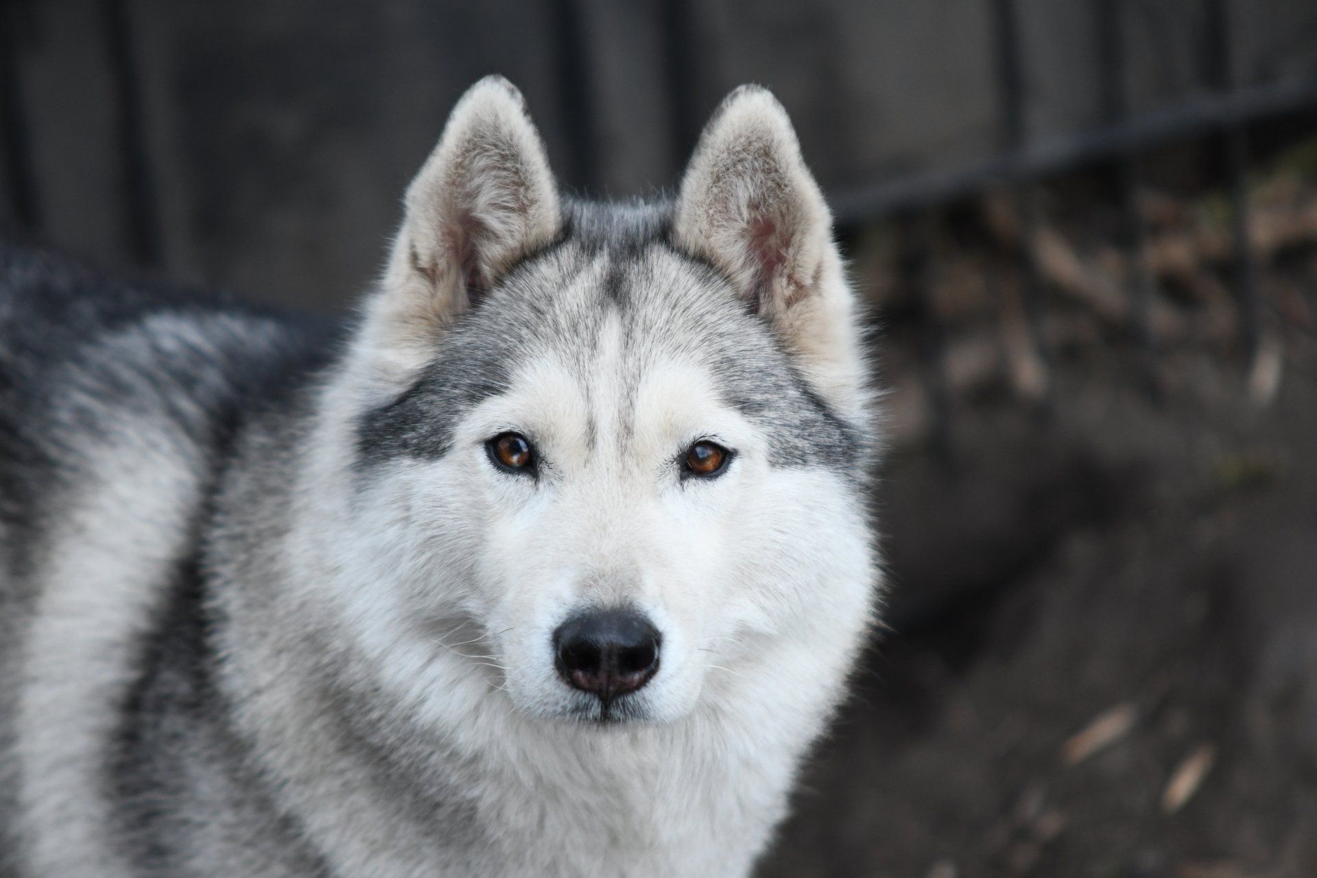Amira Shaman Tree Siberian Husky Kennel The Netherlands