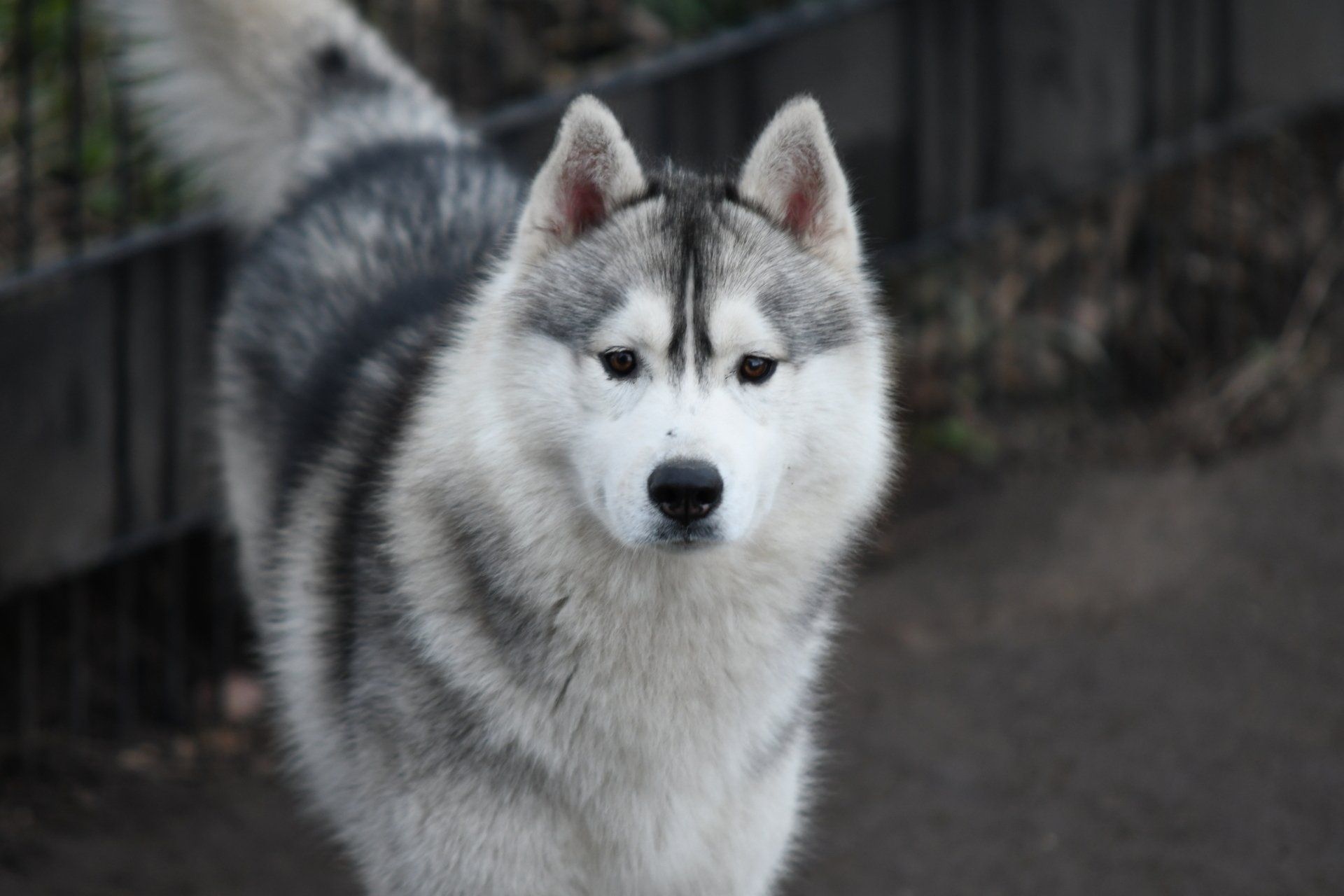 Deeks Shaman Tree Siberian Husky Kennel The Netherlands