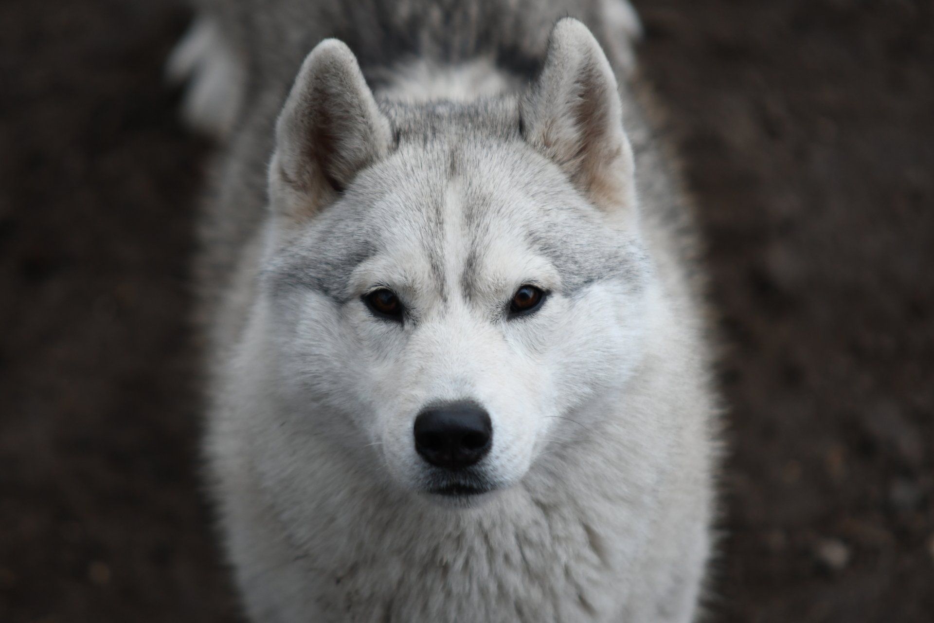 Meggie Shaman Tree Siberian Husky Kennel The Netherlands