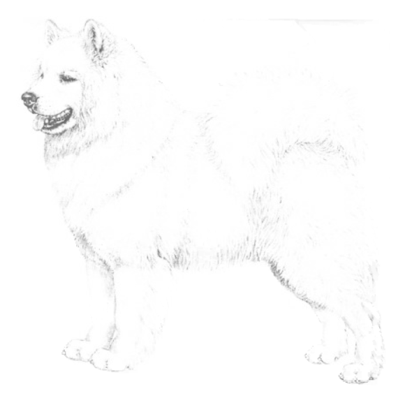 Samojeed Shaman Tree Siberian Husky Kennel The Netherlands