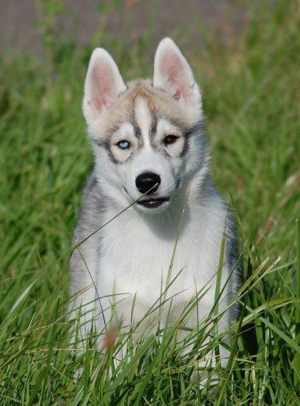 pup Shaman Tree Siberian Husky Kennel The Netherlands