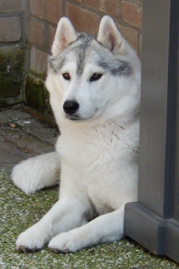 Shaman Tree Siberian Husky Kennel The Netherlands