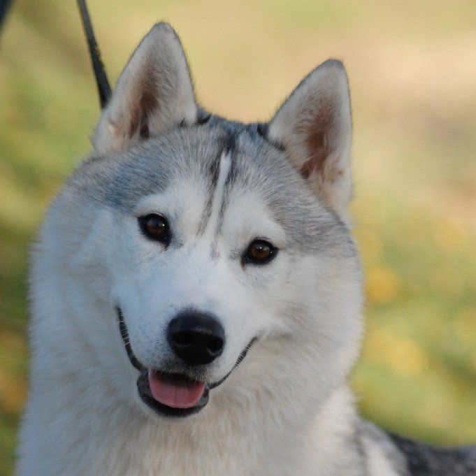 Mia Shaman Tree Siberian Husky Kennel The Netherlands