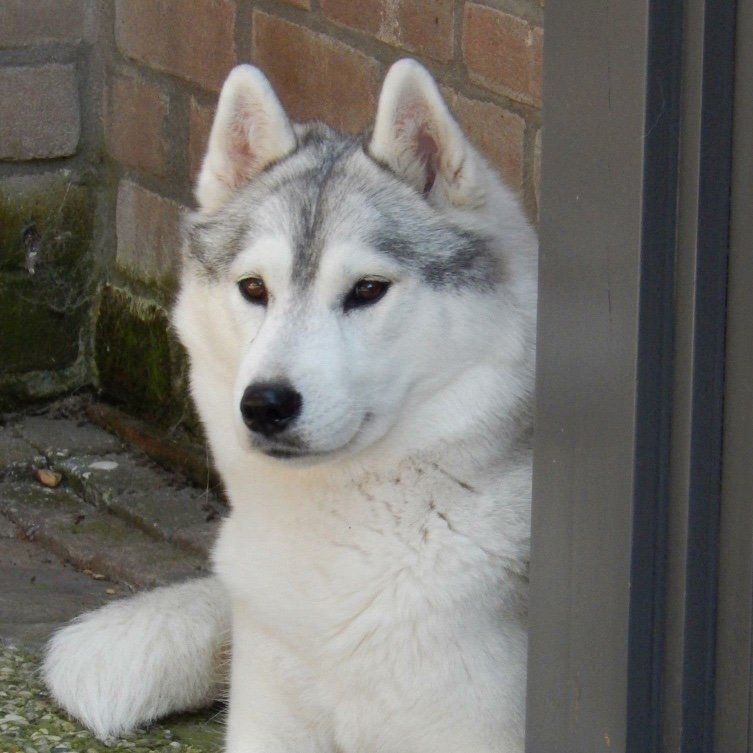Neomi Shaman Tree Siberian Husky Kennel The Netherlands