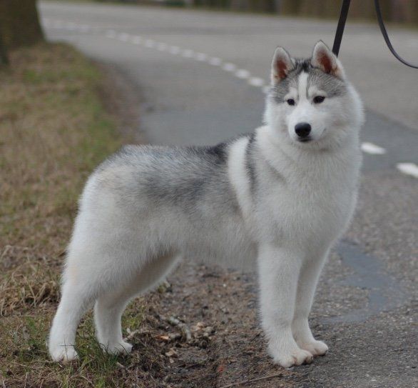 Sam Shaman Tree Siberian Husky Kennel The Netherlands