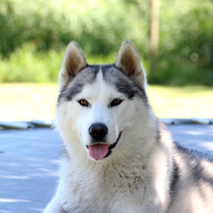 Liam Shaman Tree Siberian Husky Kennel The Netherlands