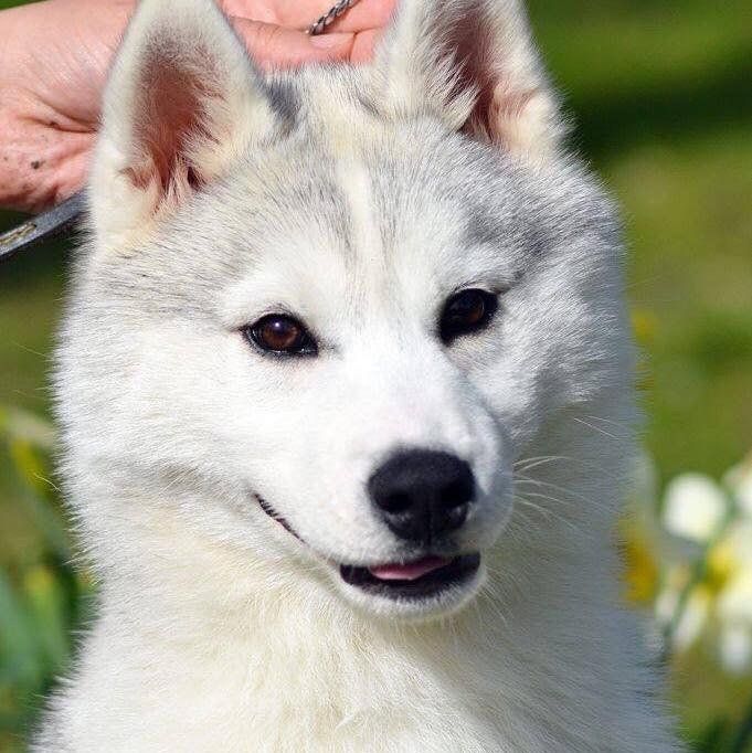 Mia Shaman Tree Siberian Husky Kennel The Netherlands
