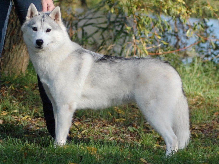 Mia Shaman Tree Siberian Husky Kennel The Netherlands