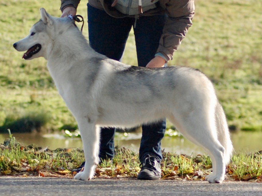 Mia Shaman Tree Siberian Husky Kennel The Netherlands