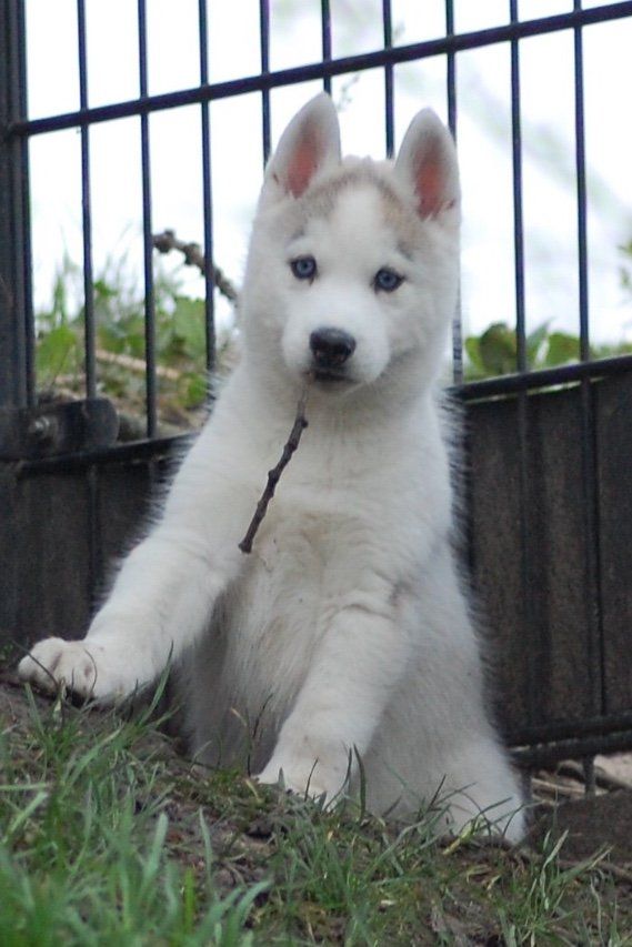 pup Shaman Tree Siberian Husky Kennel The Netherlands