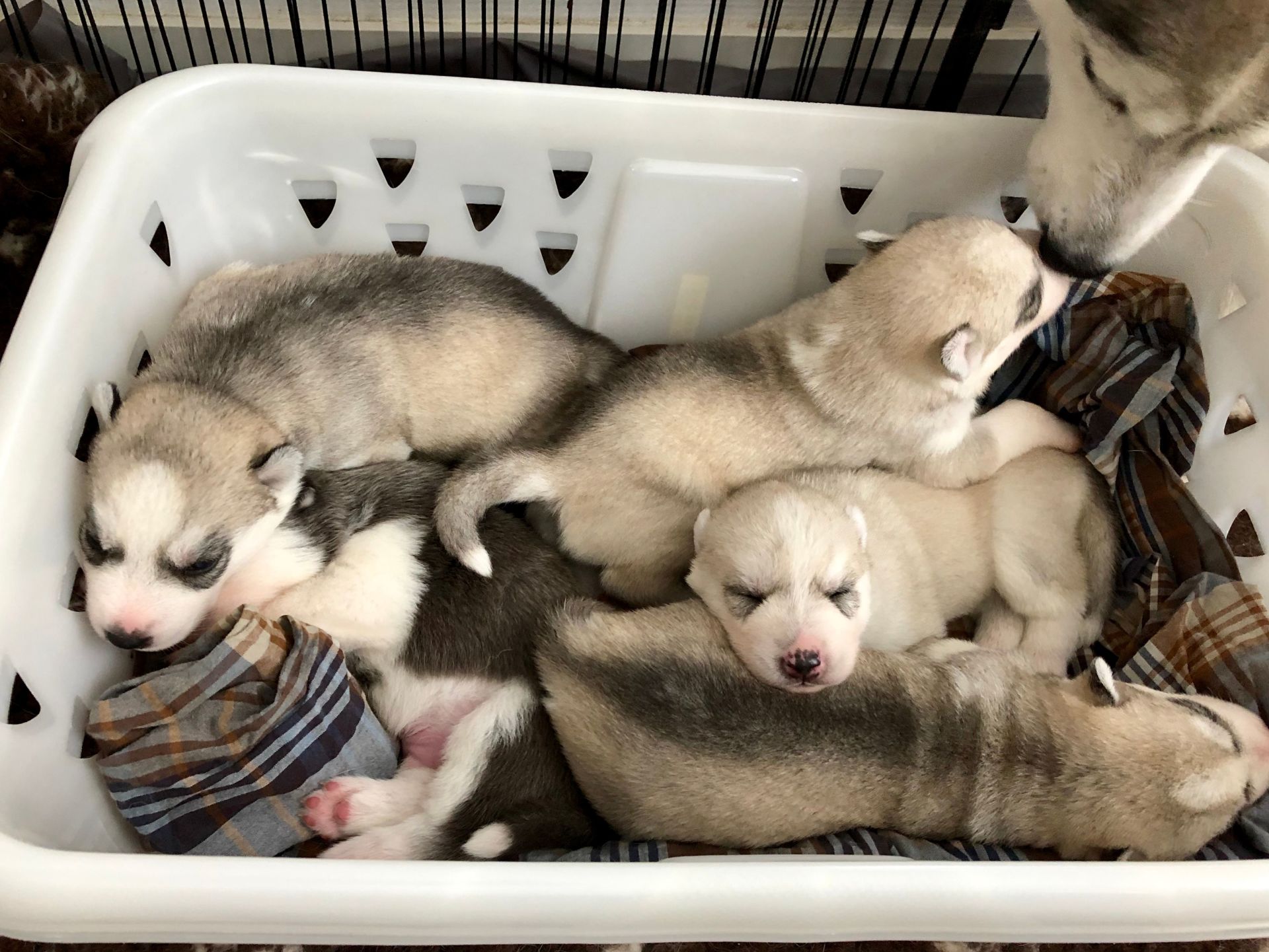 pups Shaman Tree Siberian Husky Kennel The Netherlands