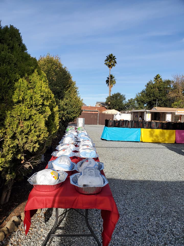 Thankgiving turkeys