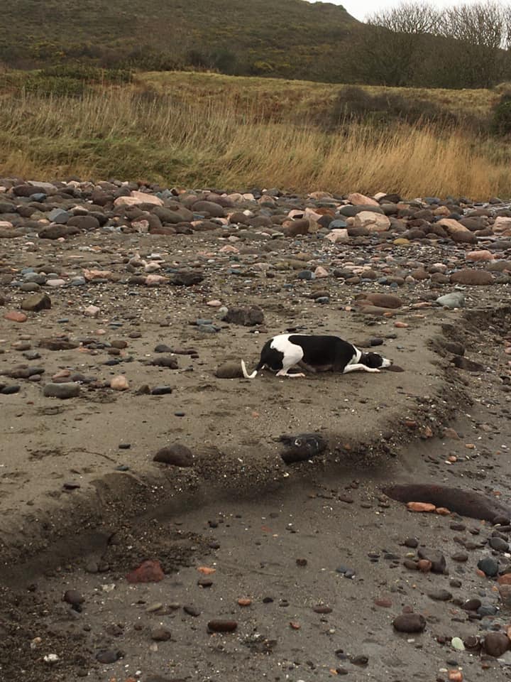 Beach_Dog_Walk