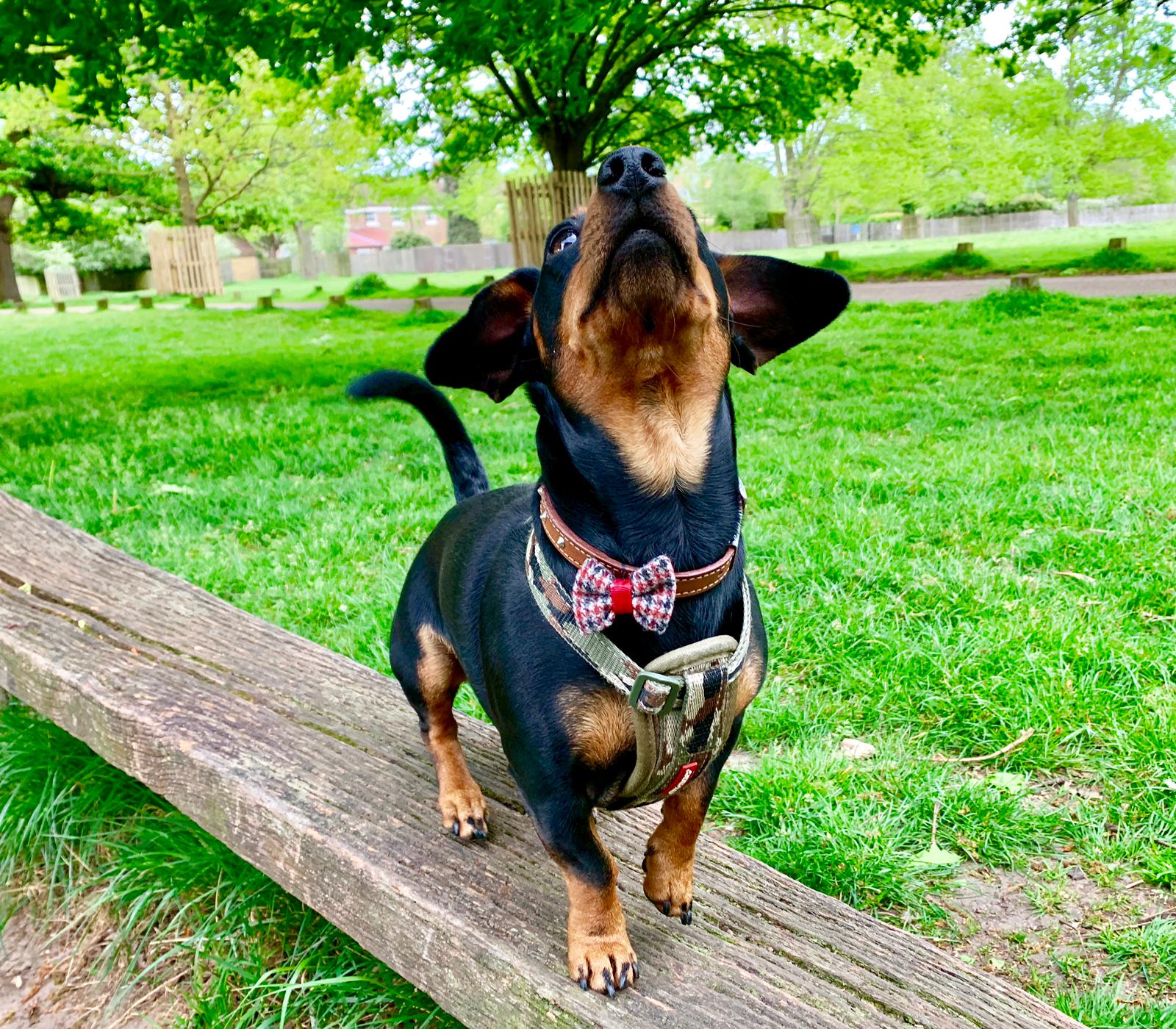 Deshaun_Puppy