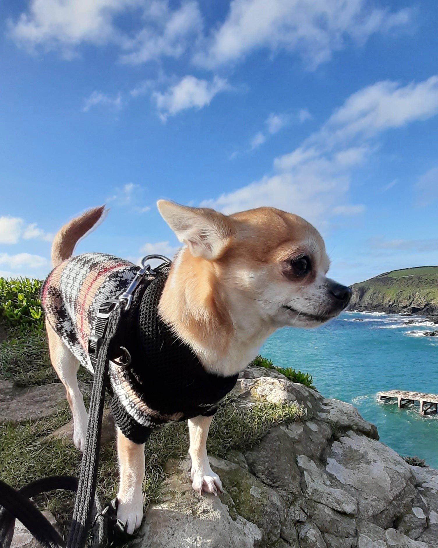 Dog on rocks