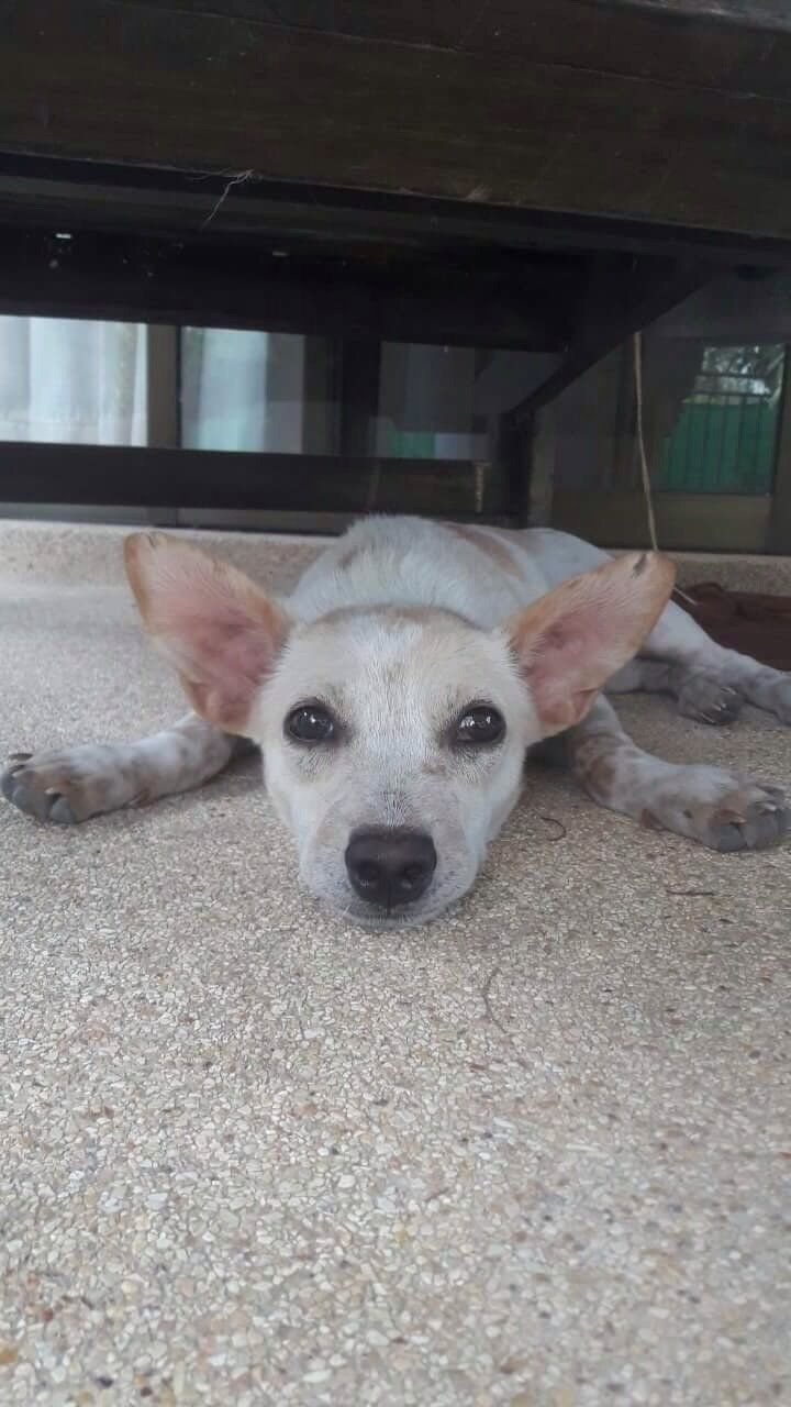 Rescue_Roo